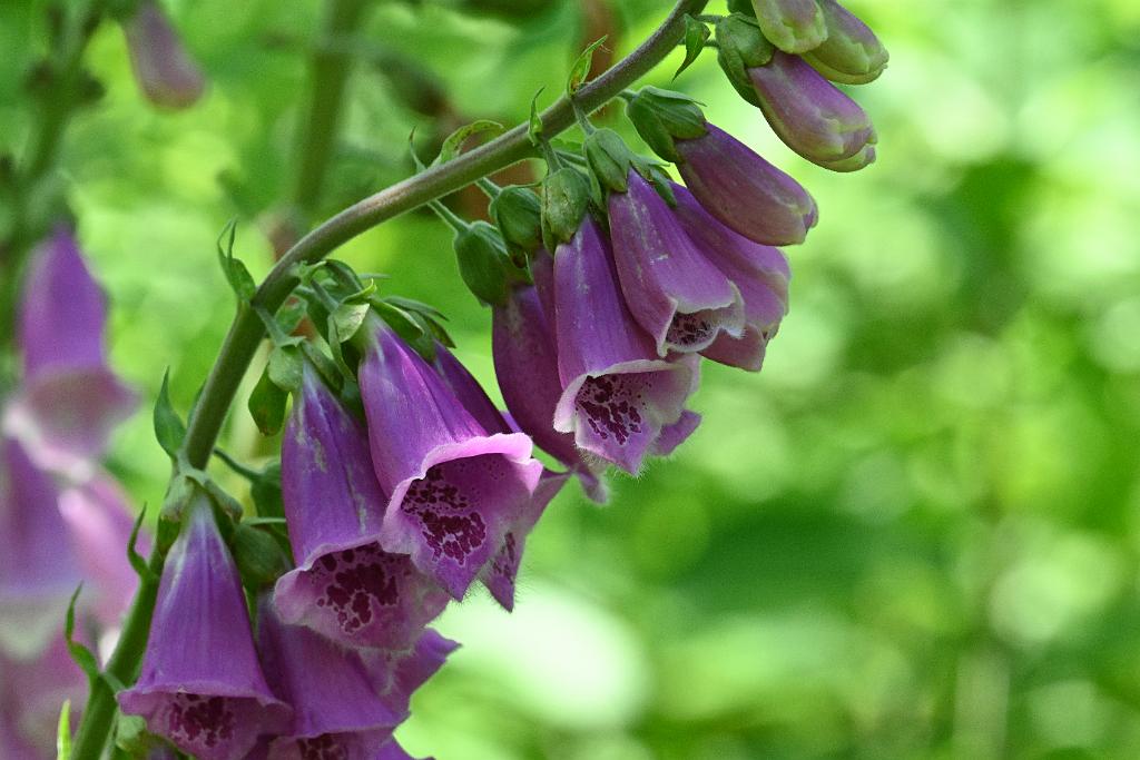 2025-06169052 Acton Arboretum, MA.JPG